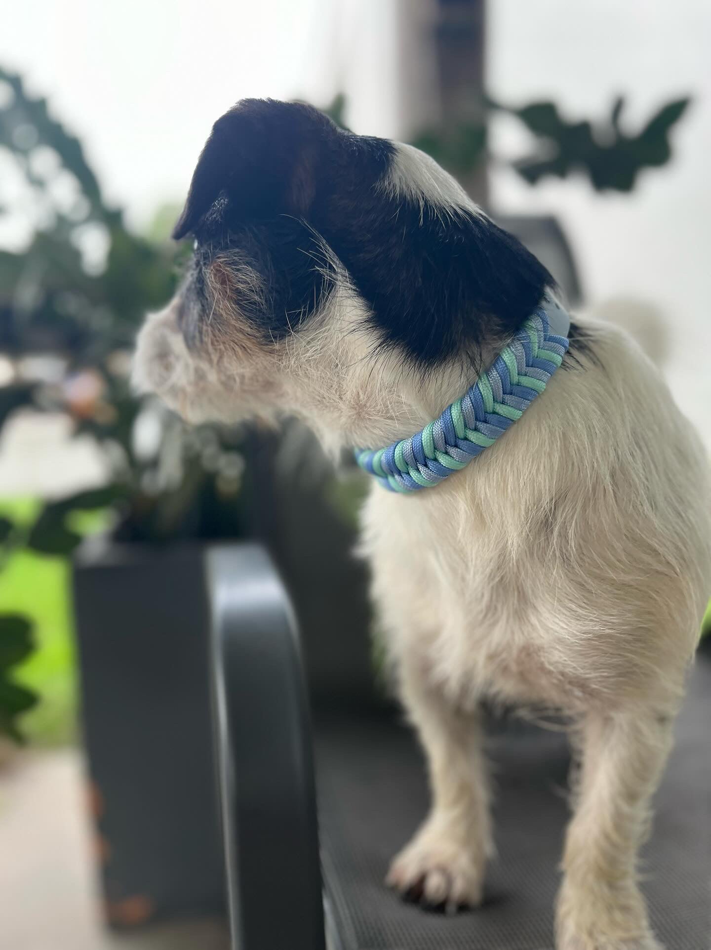 Chevron Paracord Pet Collar