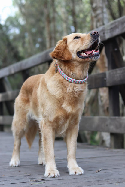 Chevron Paracord Pet Collar