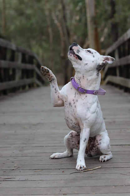 Two Tone BioThane Handle Collar | Flyball Collar | Agility Collar | Sports Collar