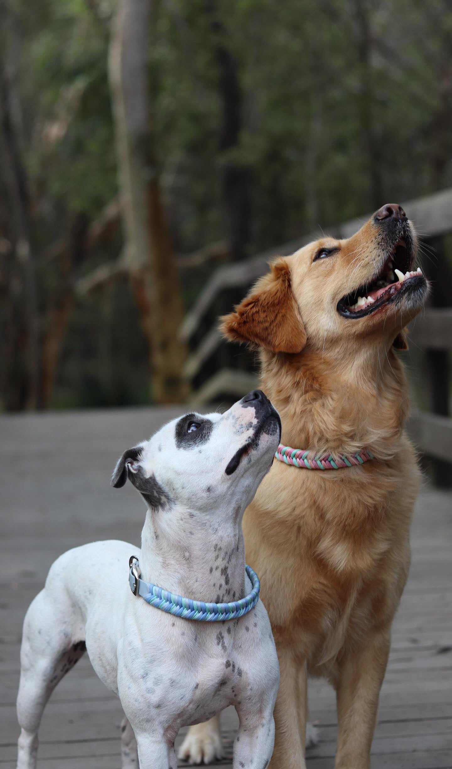 Chevron Paracord Pet Collar