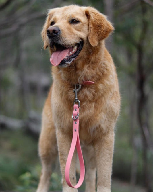 Durable Traffic Leash